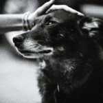 Grieving When Your Pet Dies
